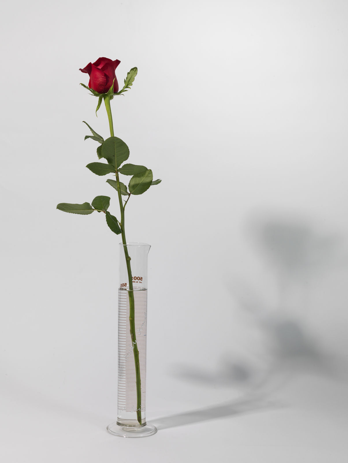 Joseph Beuys, Rose for Direct Democracy, 1973