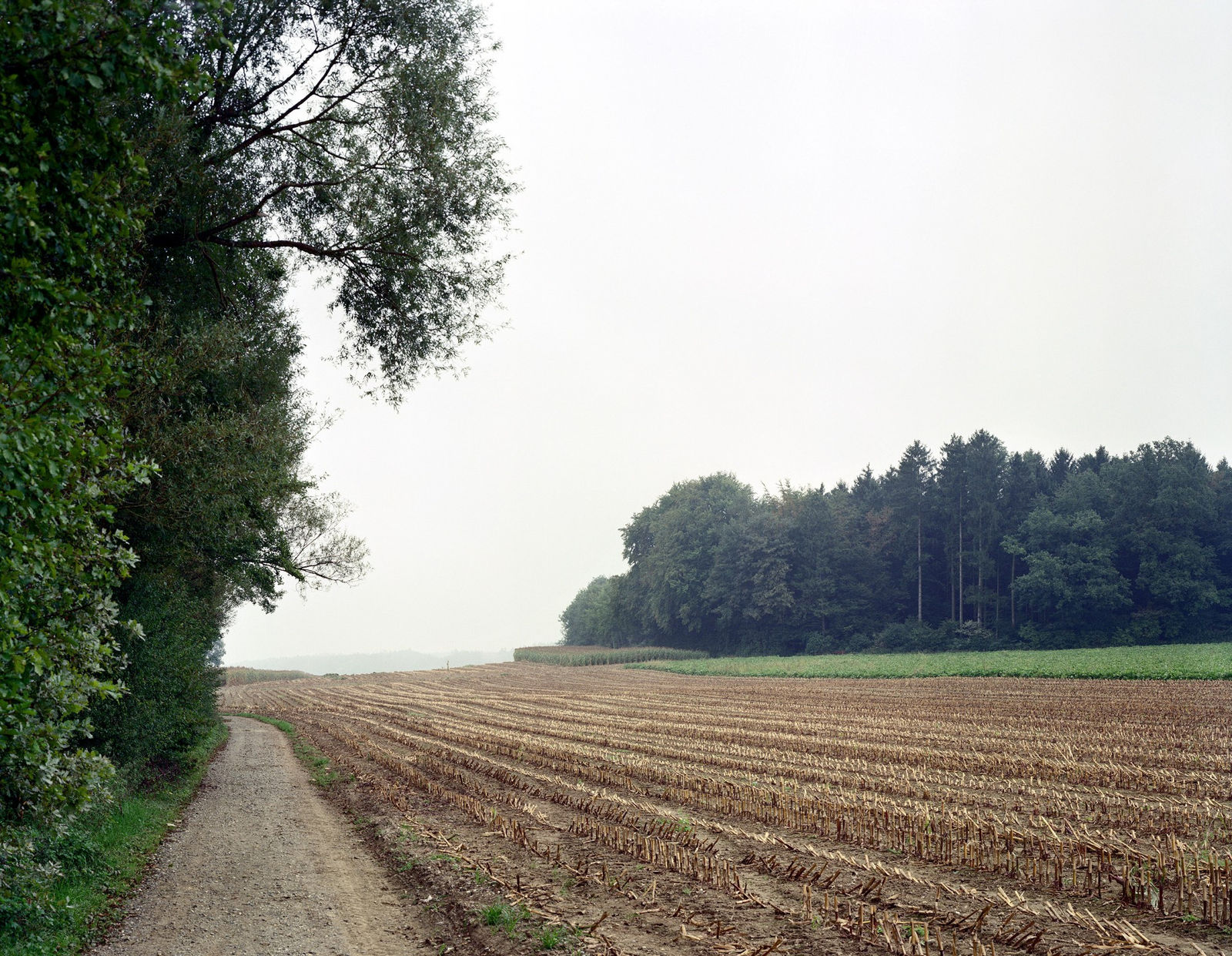 Thomas Struth, Cornfield After the Harvest, Nr. 34, Winterthur, 1993