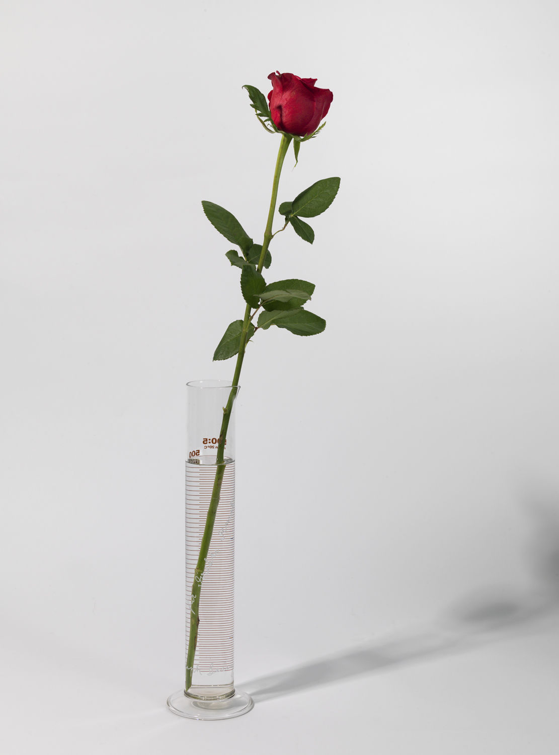 Joseph Beuys, Rose for Direct Democracy, 1973