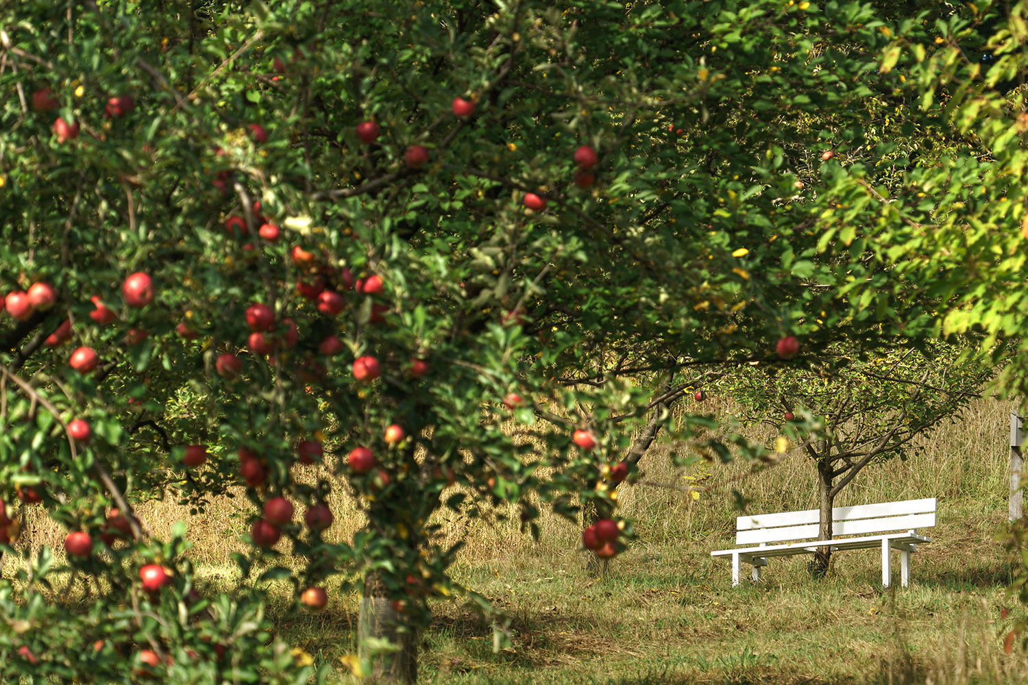 Jeppe Hein, Modified Social Bench #34, 2012