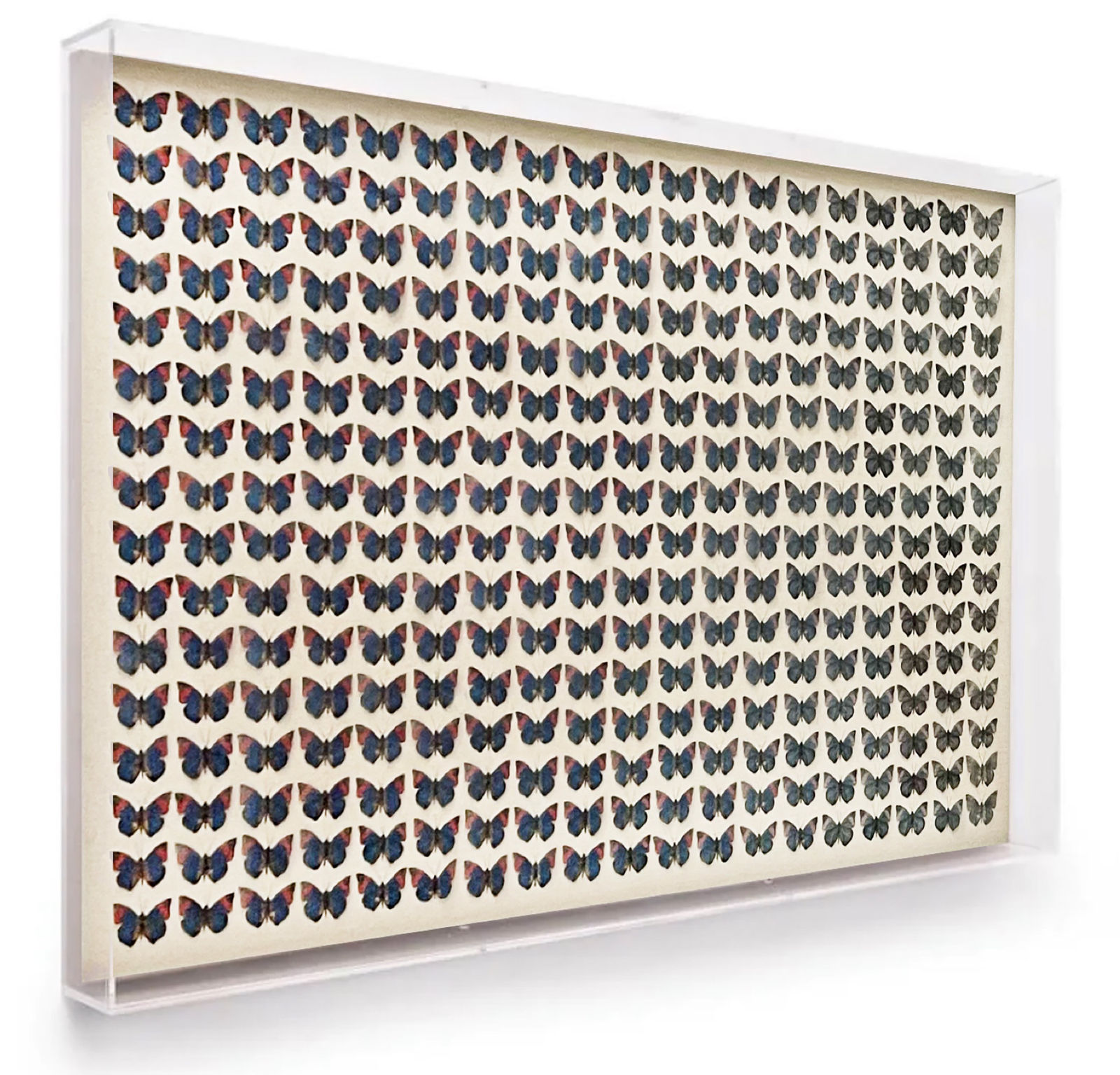 Regenerating Amazonia, Prepona narcissus, 2021