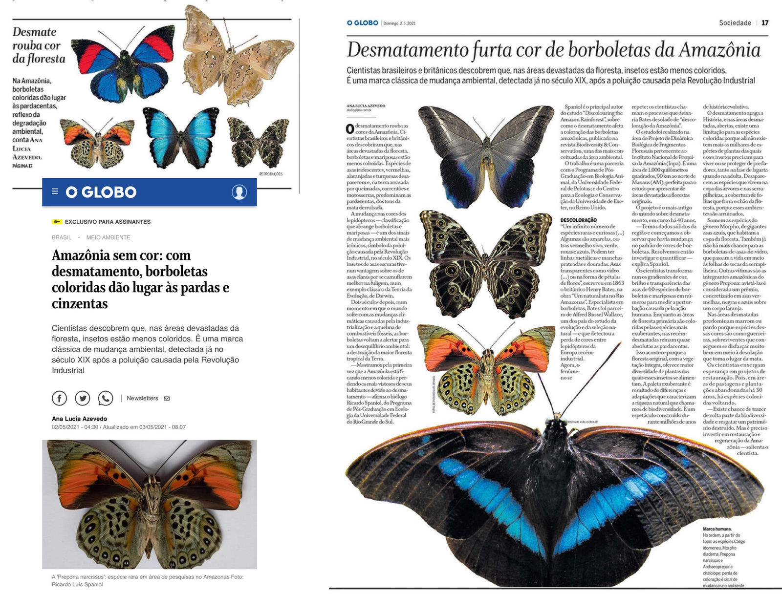 Regenerating Amazonia, Morpho Deidamia, 2023