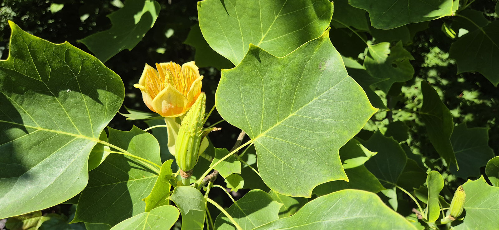 Bloem van de tulpenboom