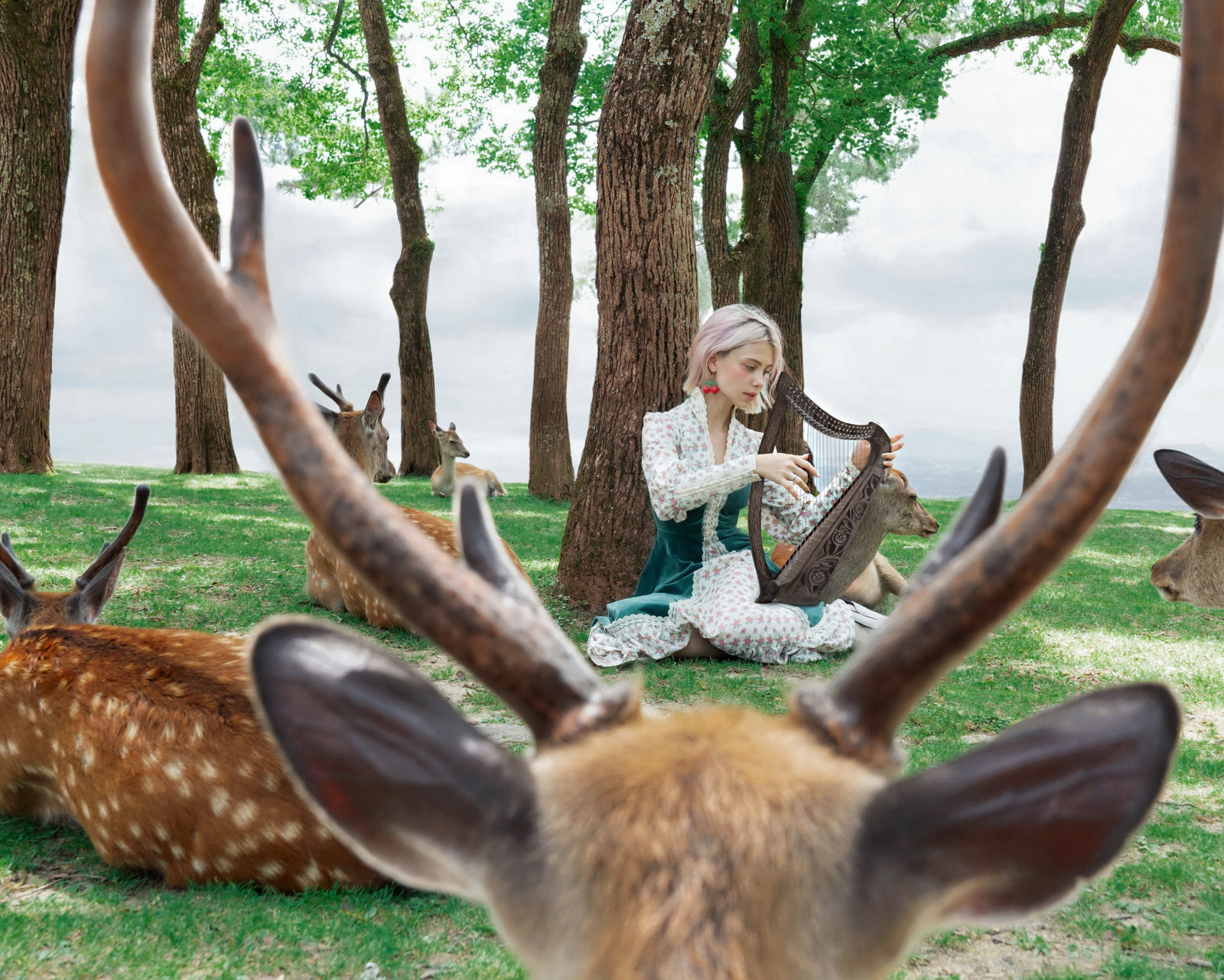 Ellen Sheidlin, Antlers — Trees, 2018