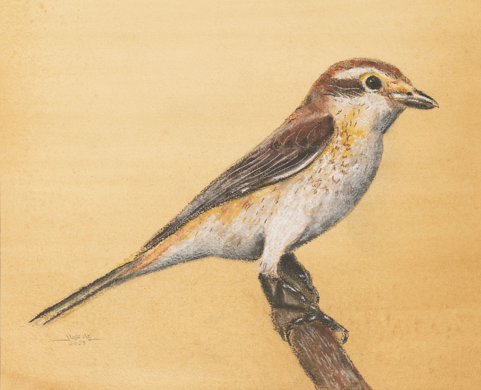 Ali Dasmal Al Kuwari, Female Red-backed shrike , 2025