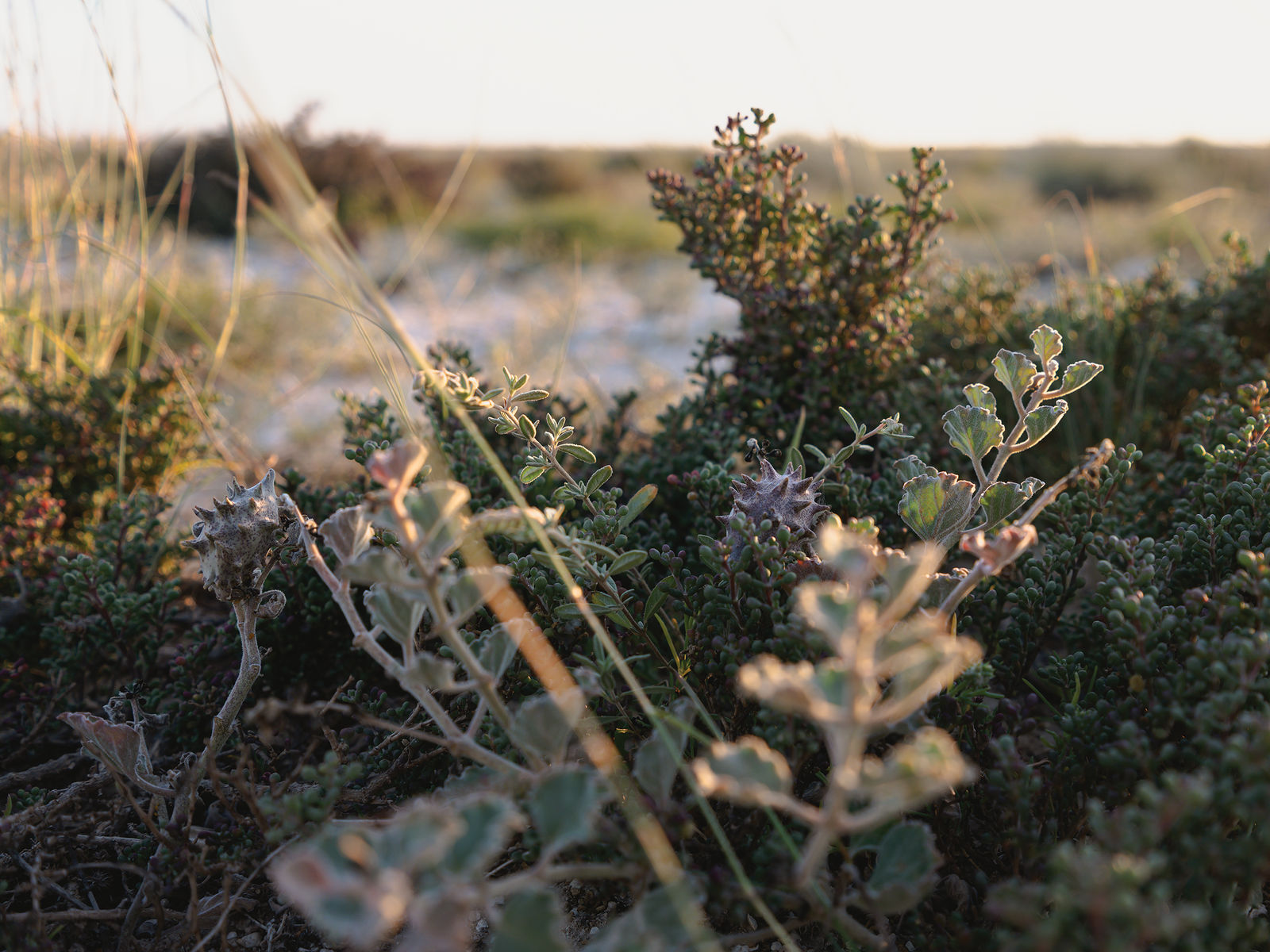 Alanoud Al-Buainain, Desert gifts (yarawa) 2, 2024