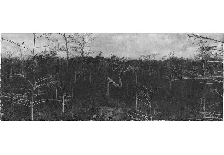 Jungjin Lee, Everglades 19, 2014