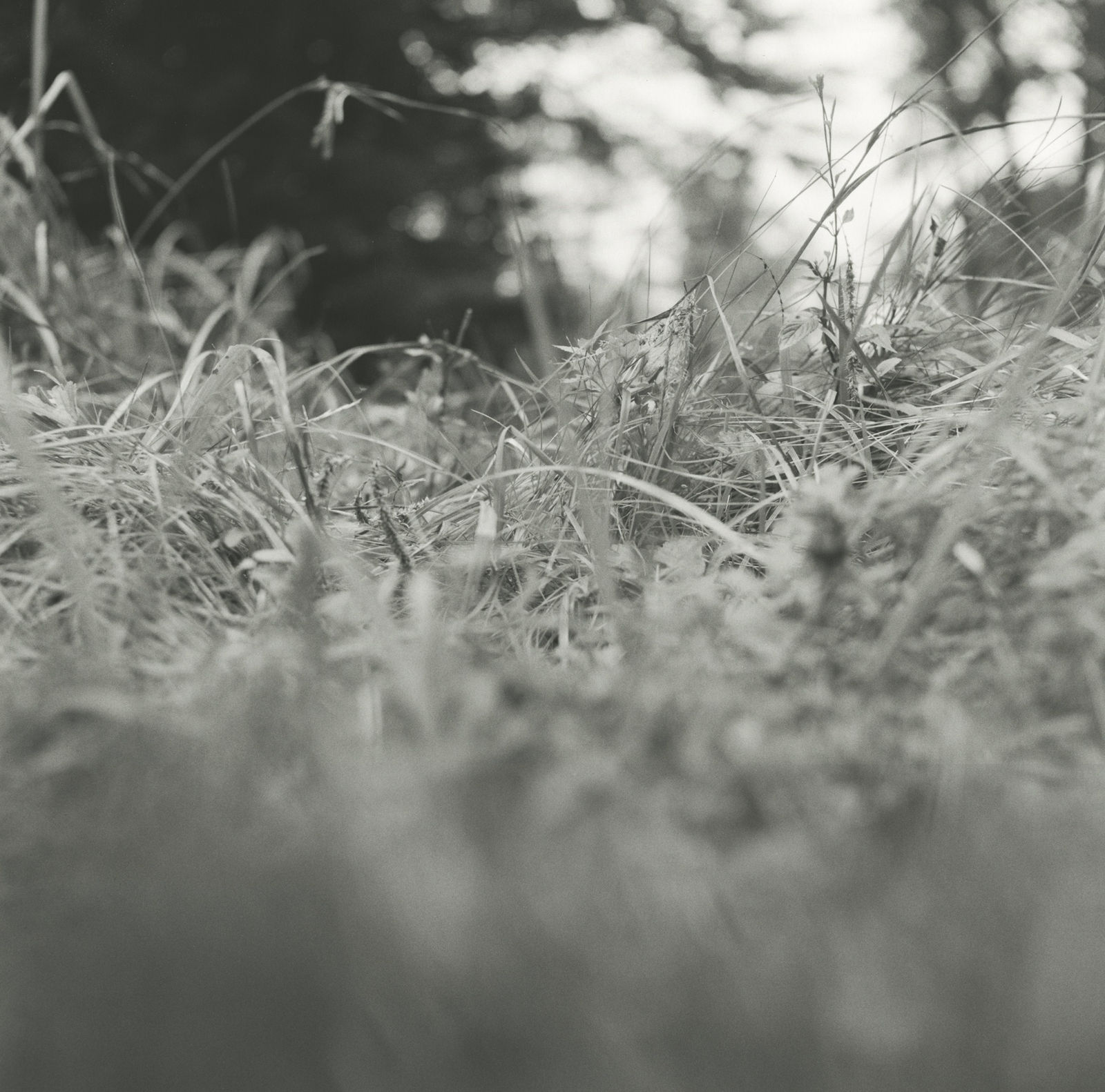 Alice Attie, Central Park, New York, 2013