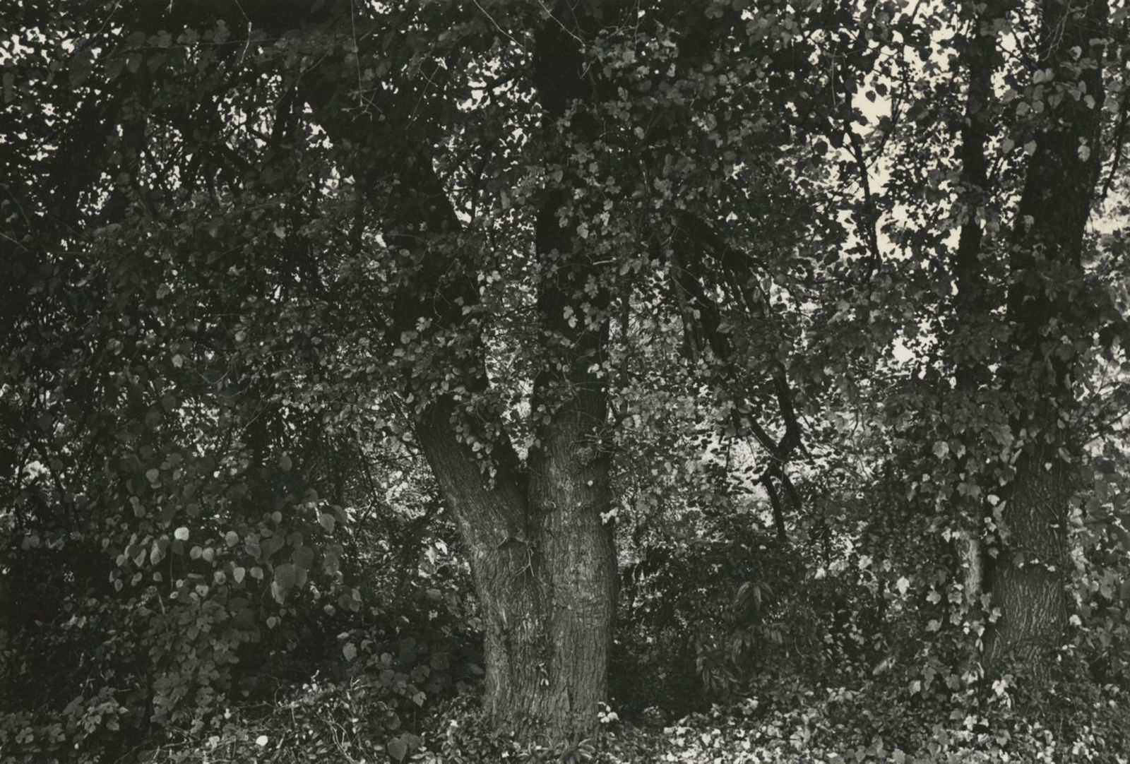 Dave Heath, Miscellaneous I , 1960s