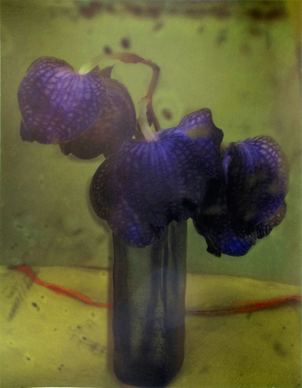 Sarah Moon, L'orchidee, 2010