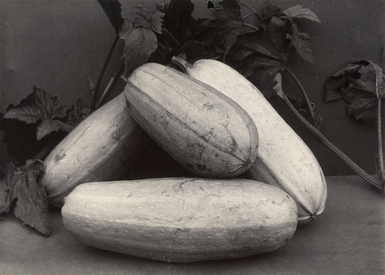 Charles Jones, Vegetable Marrow Long White, c.1900