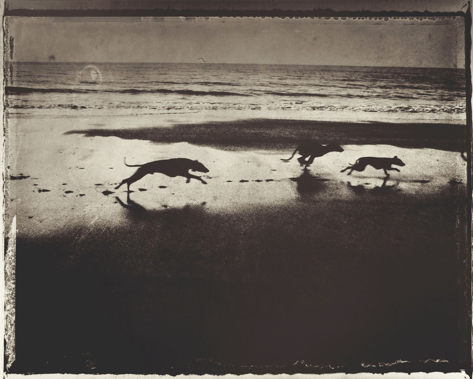 Sarah Moon, Les chiens de Maria, 2000