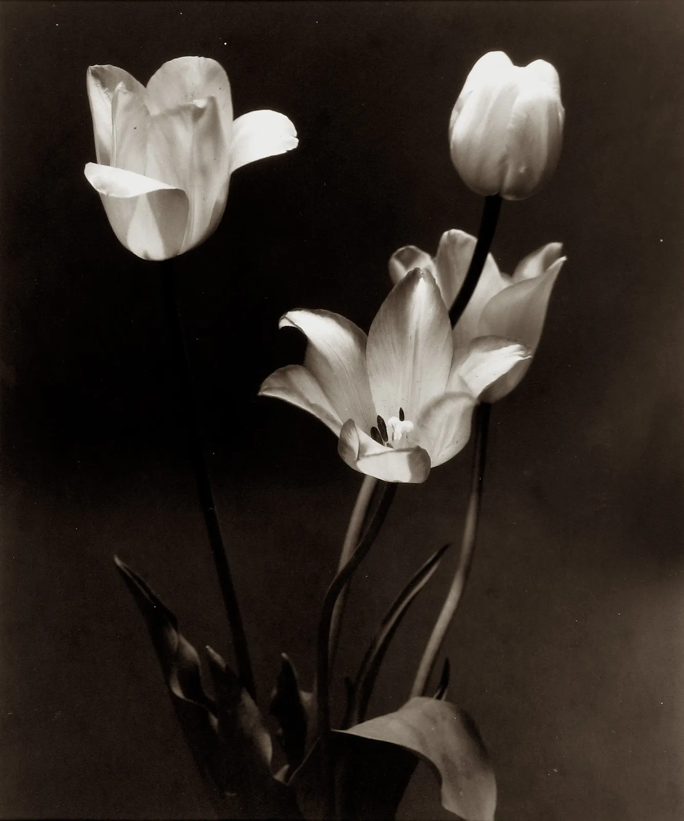 Edward Steichen, Tulips, 1920s
