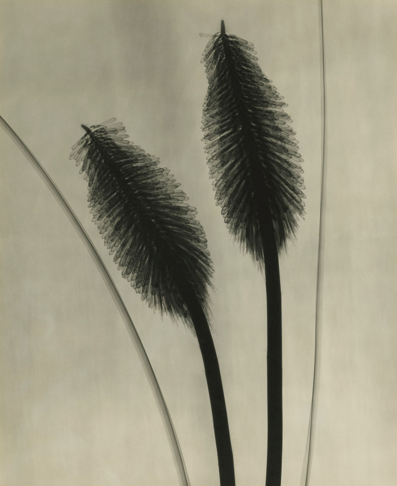 Dr. Dain L. Tasker, Red Hot Pokers, 1930
