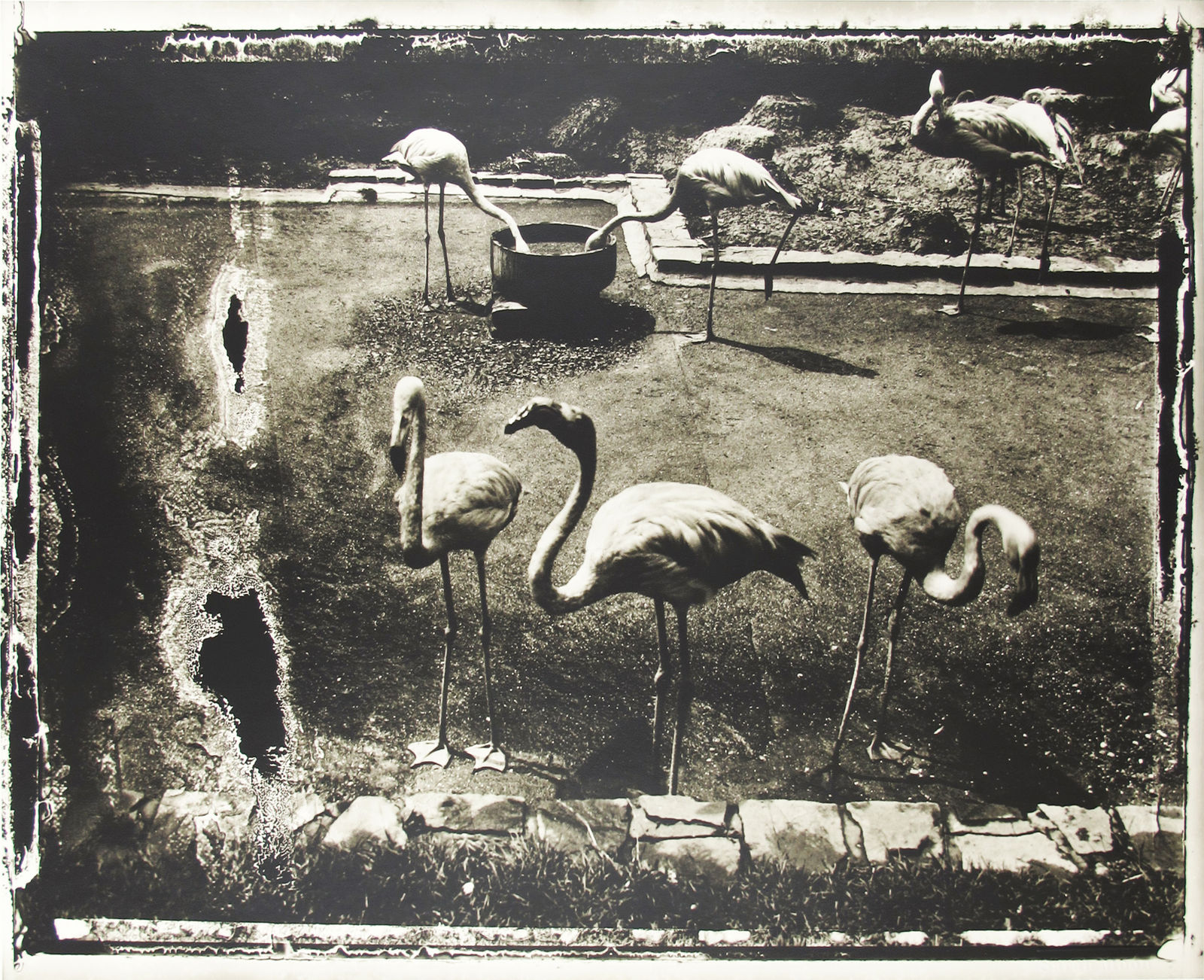 Sarah Moon, Les oiseaux d'Anvers, 1990