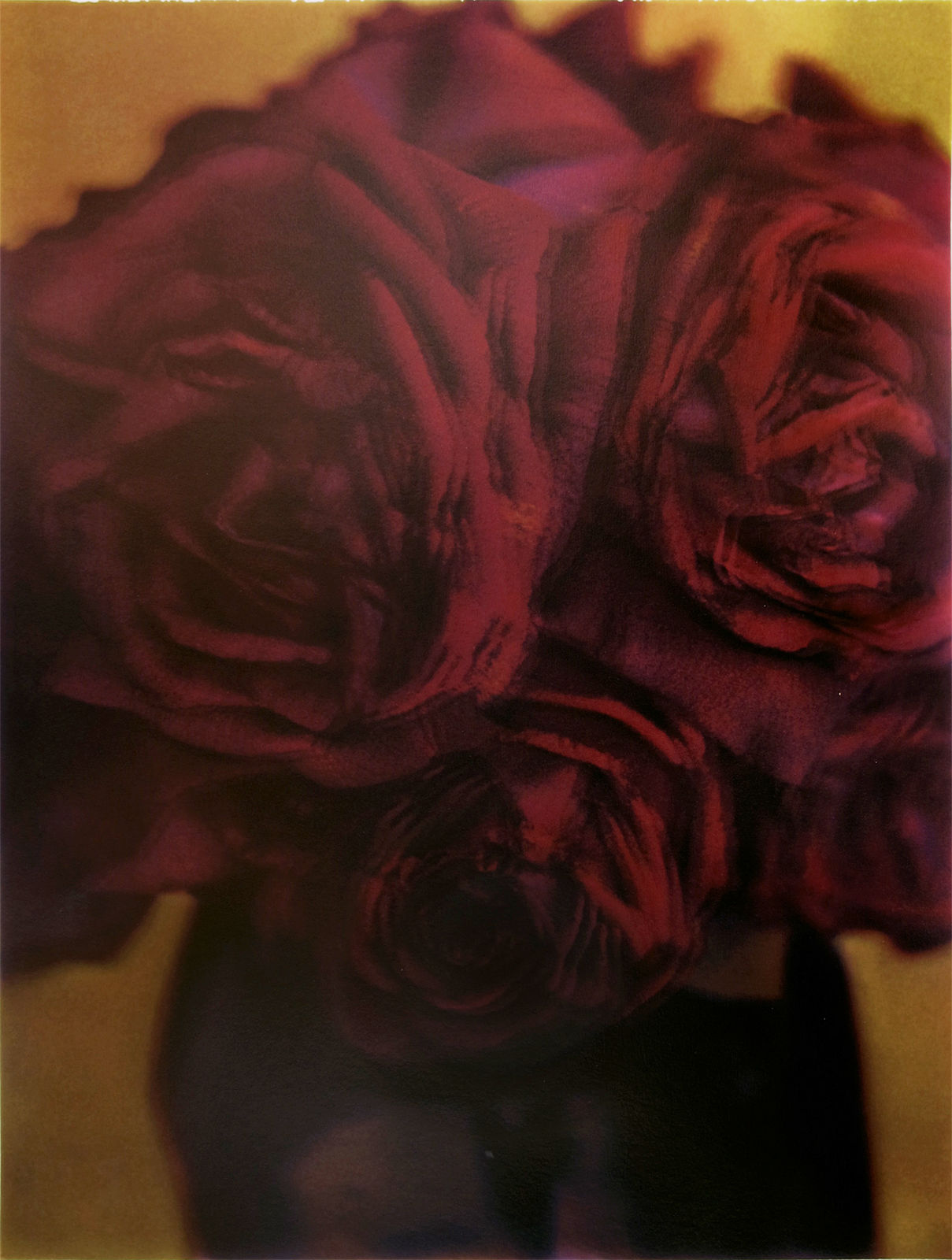 Sarah Moon, Les roses, 1998