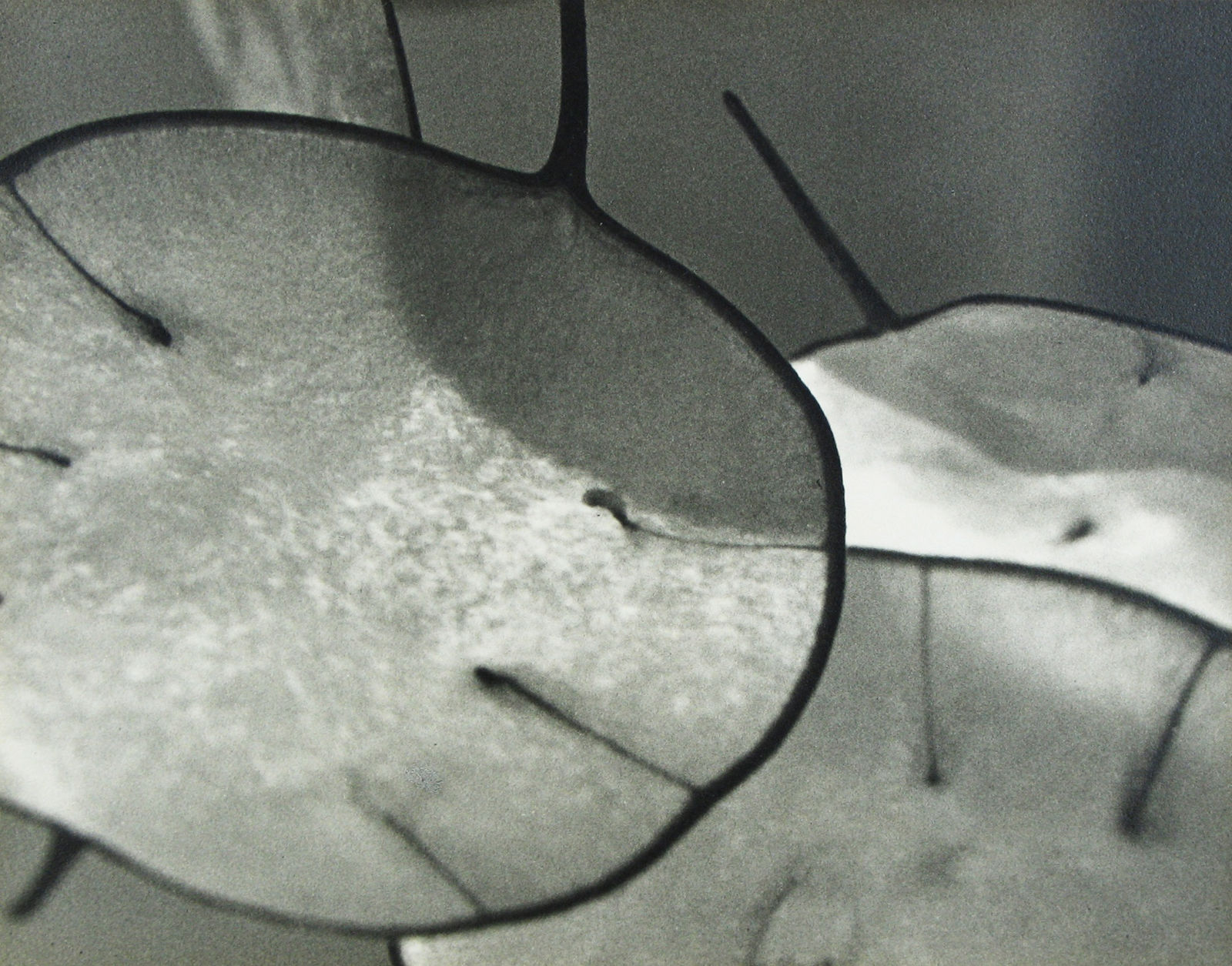 John Vanderpant, Honestly, Honesty , 1937