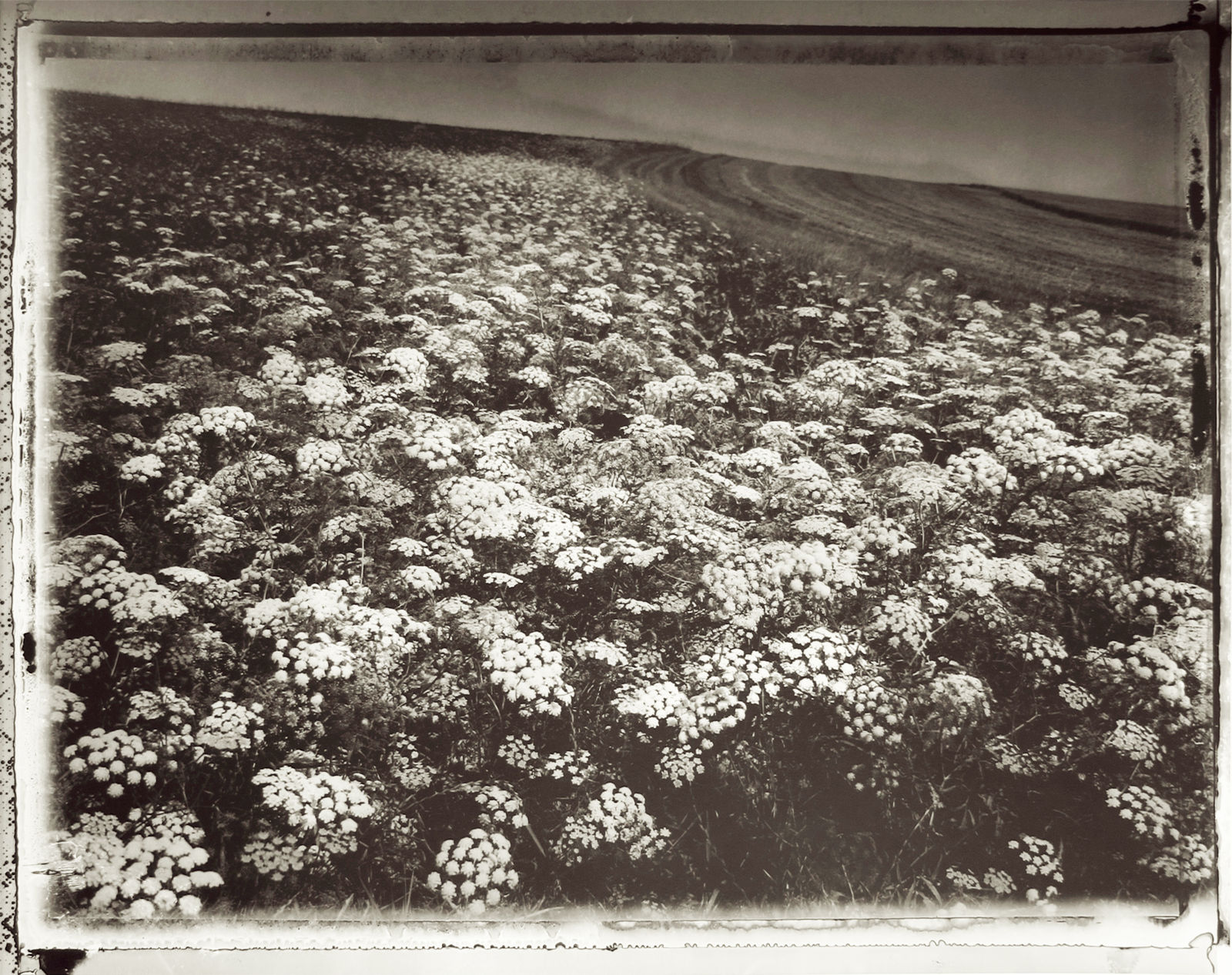 Sarah Moon, Ombelliferes, 1993