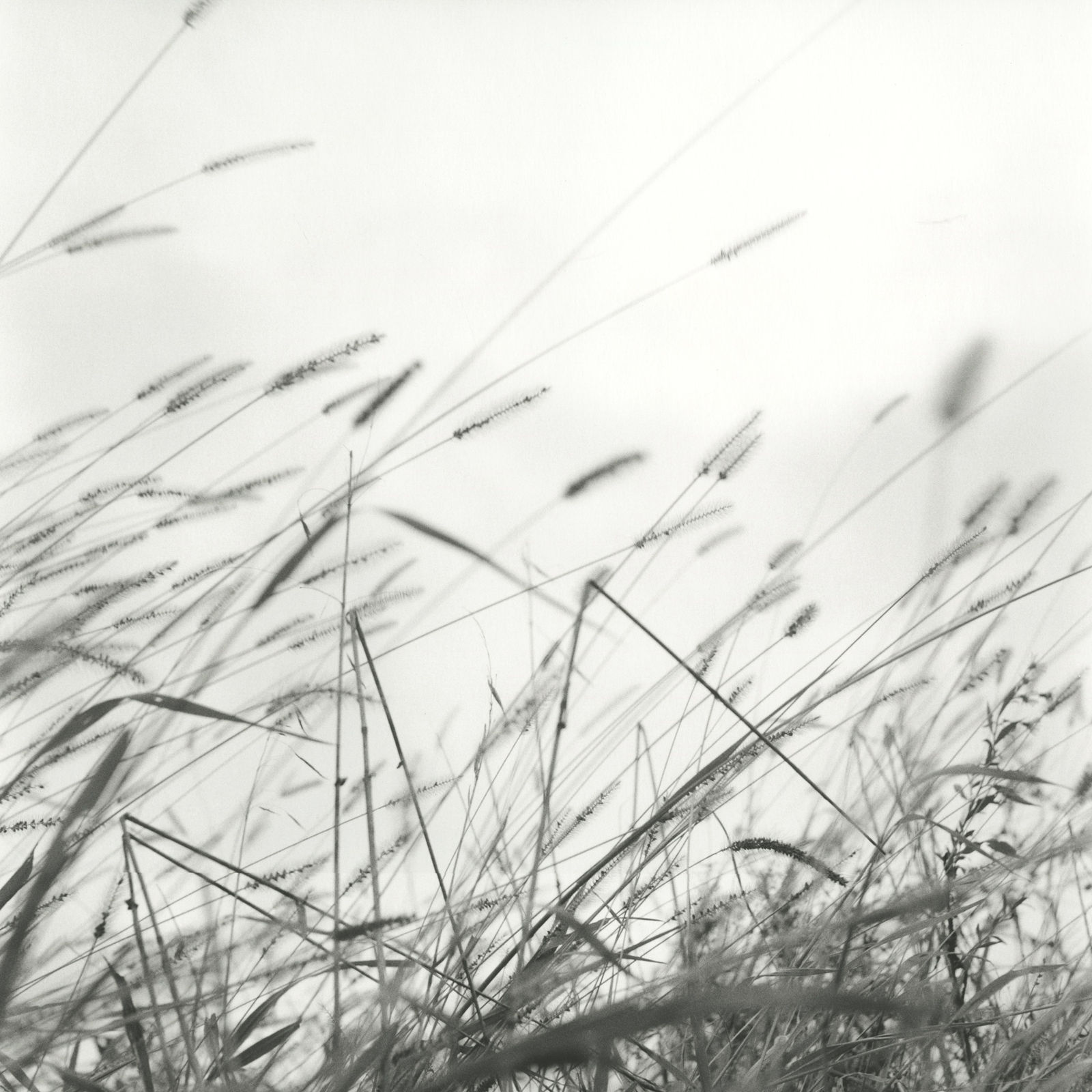 Alice Attie, Germantown, New York, 2013