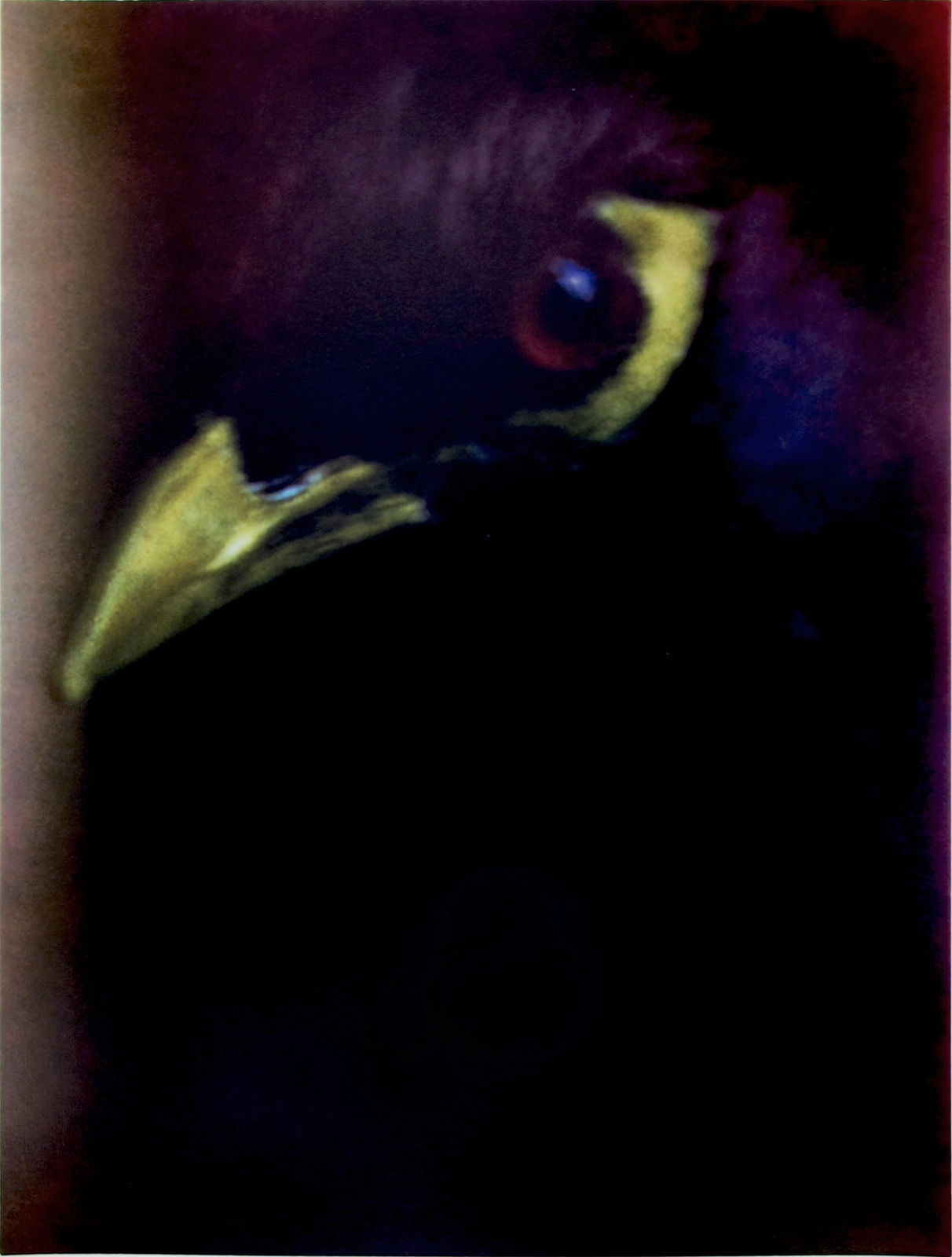 Sarah Moon, L'oiseau de mauvaise augure, 2007