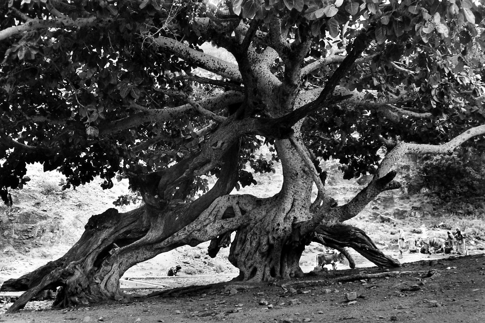 Martine Franck, Djibouti, 1990