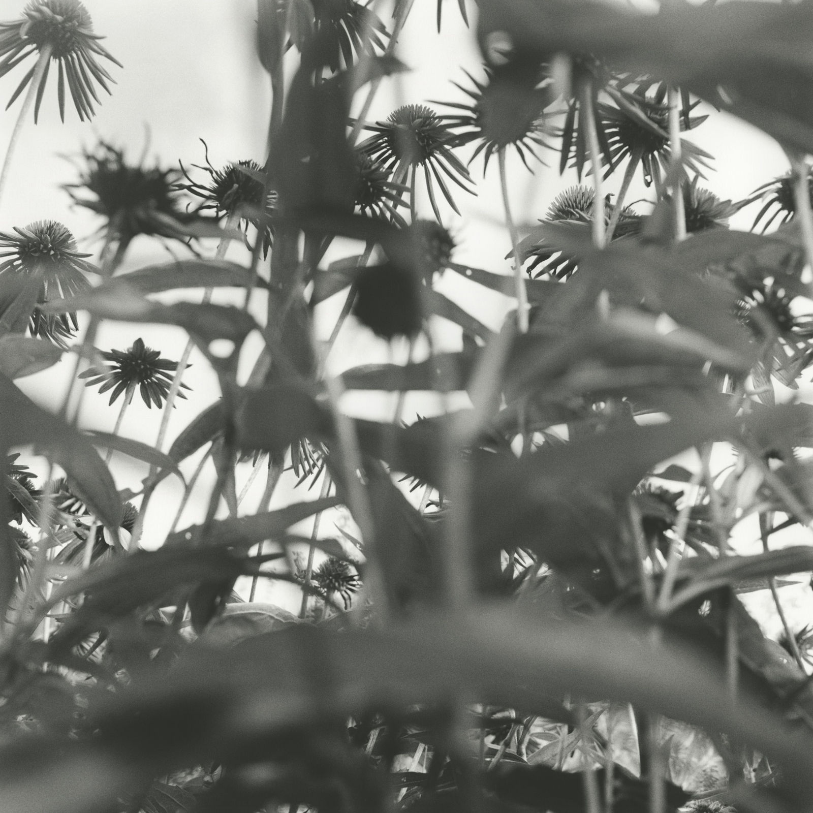 Alice Attie, Germantown, New York, 2013