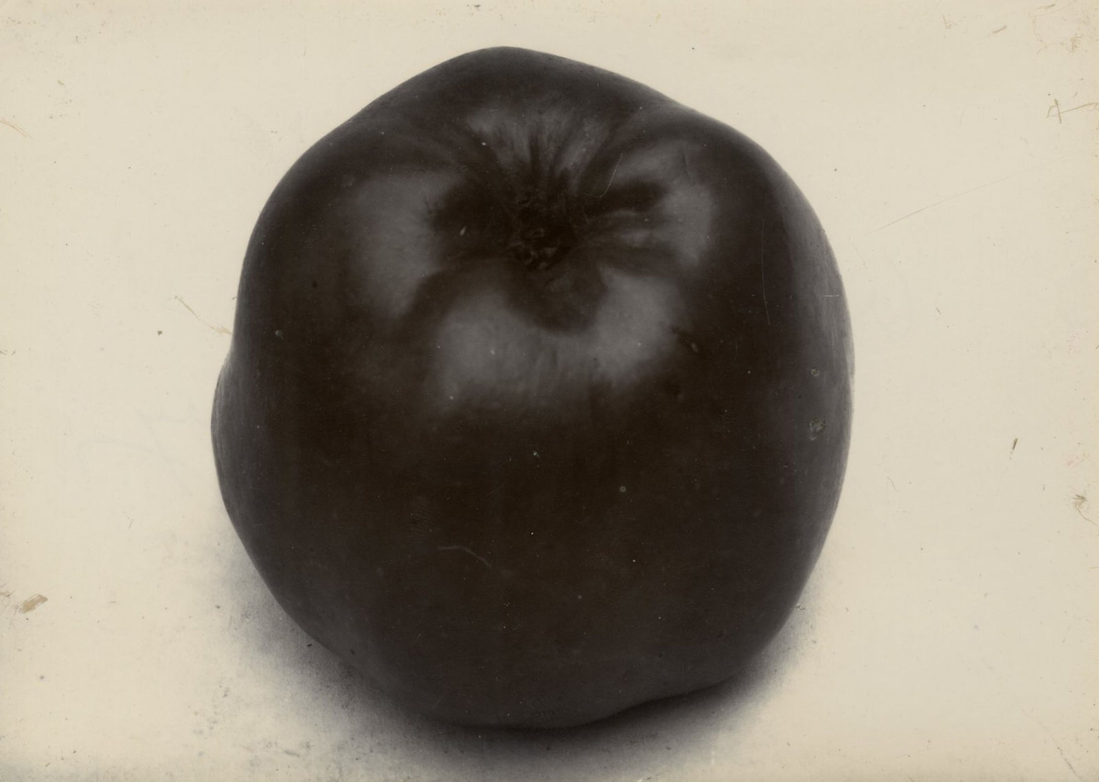 Charles Jones, Apple, Lord Derby, c.1900