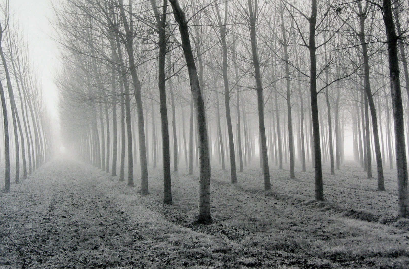 Mark Citret, Poplars, Po River Valley, 1998