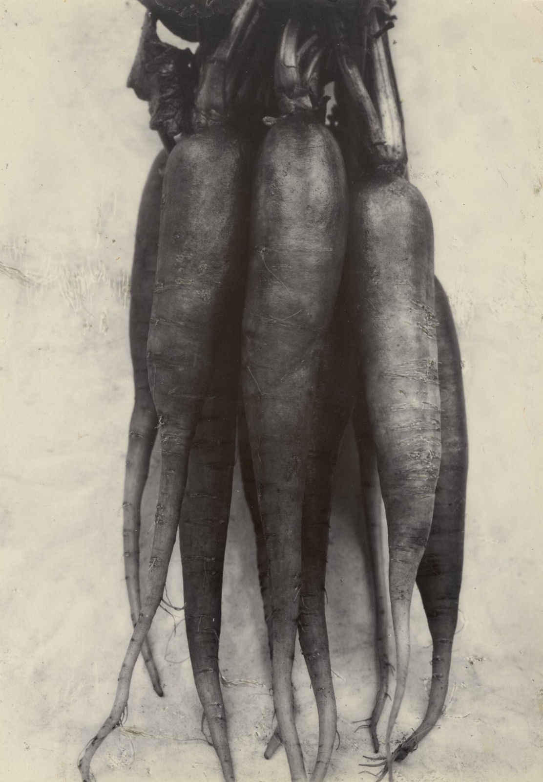 Charles Jones, Radish, Long Red, c.1900