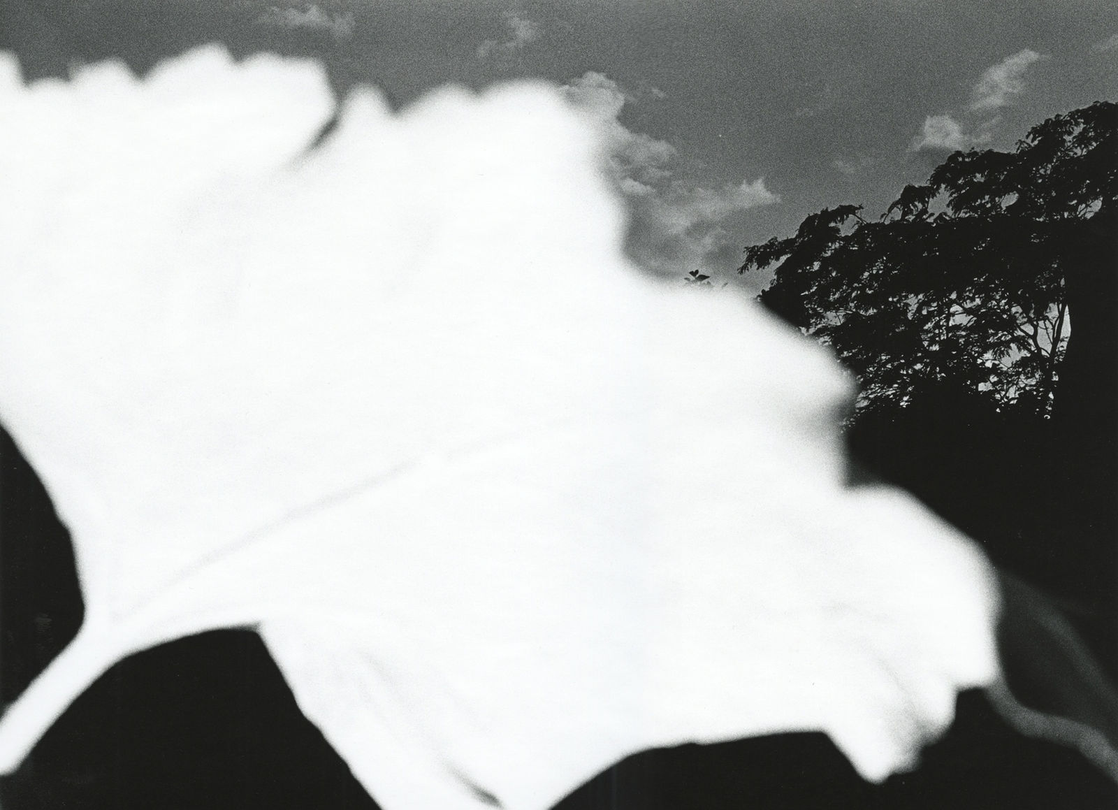 Ray K. Metzker, 80 DA-21, from 