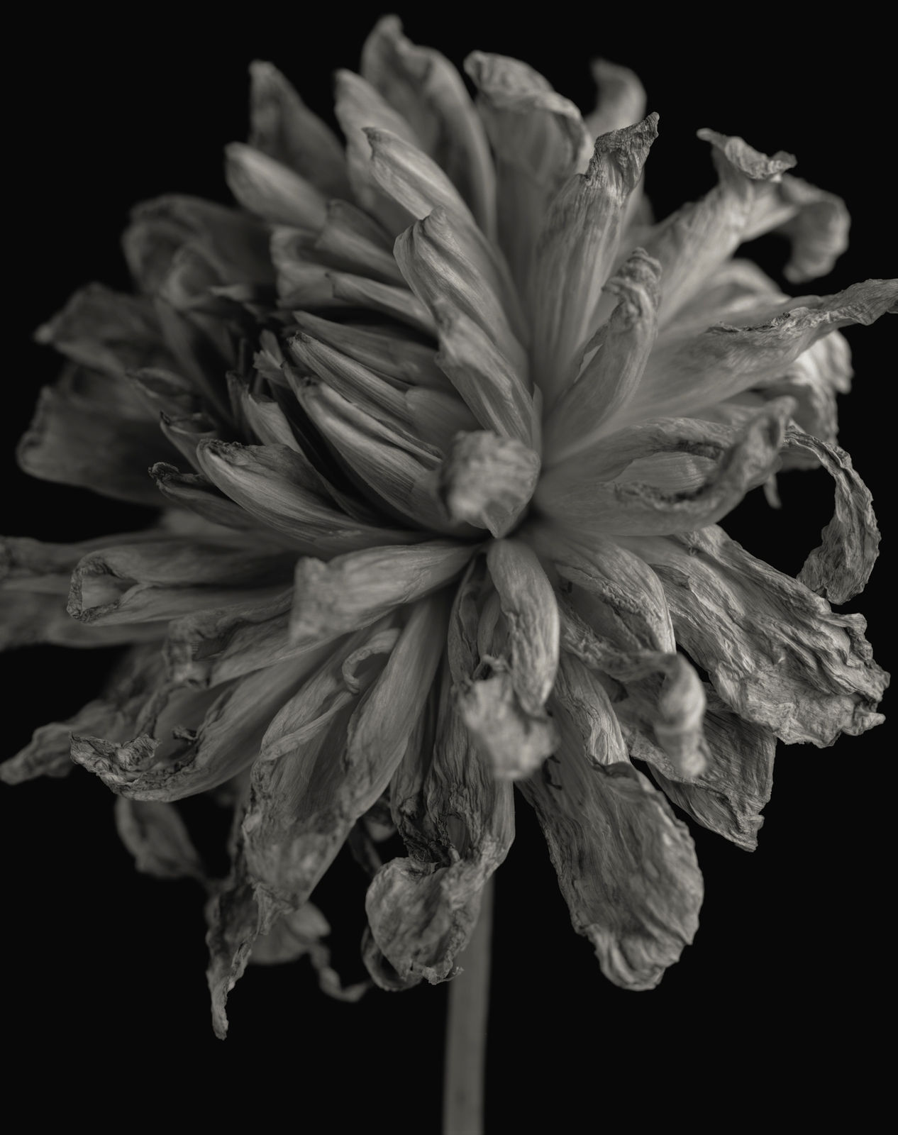 Yumiko Izu, Secret Garden Noir 39, 2007