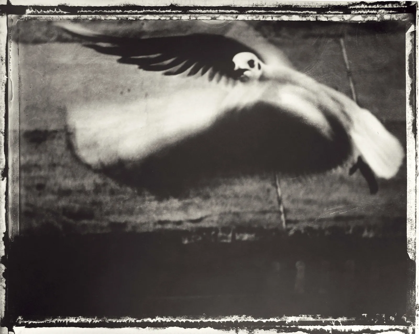 Sarah Moon, La mouette, 1998