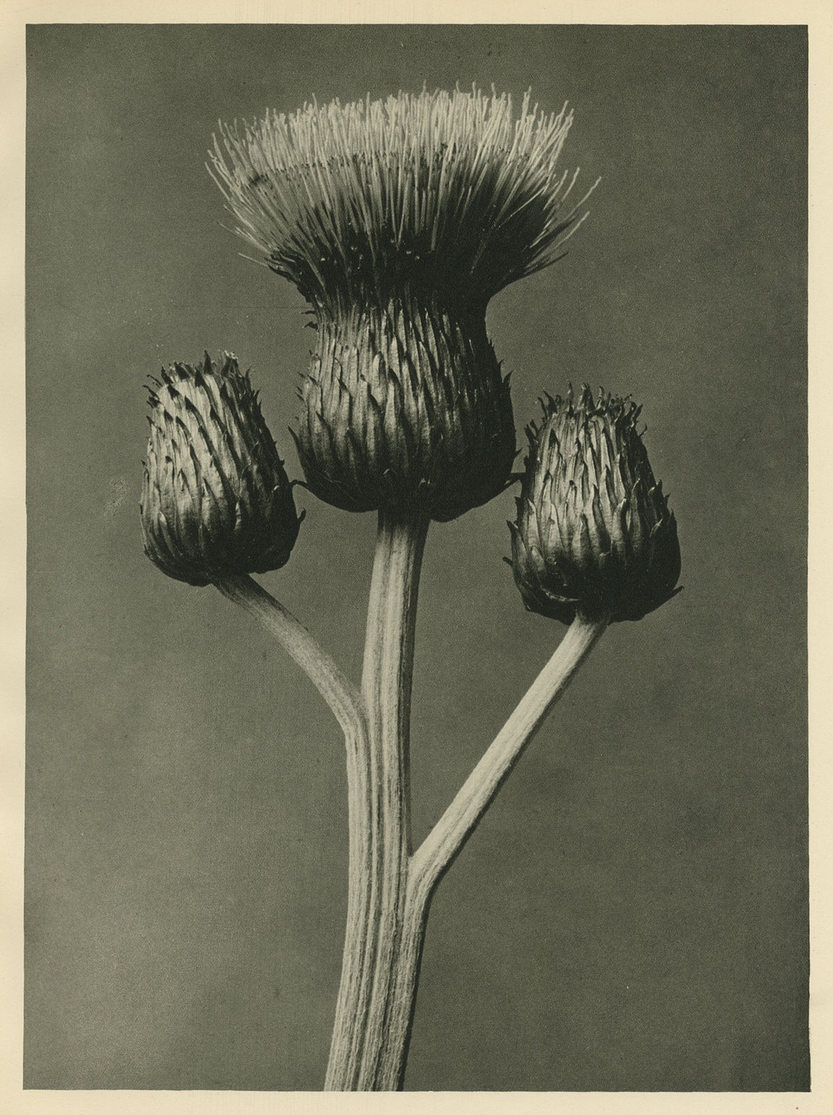 Karl Blossfeldt, Grey Thistle, Capitulum, c.1928