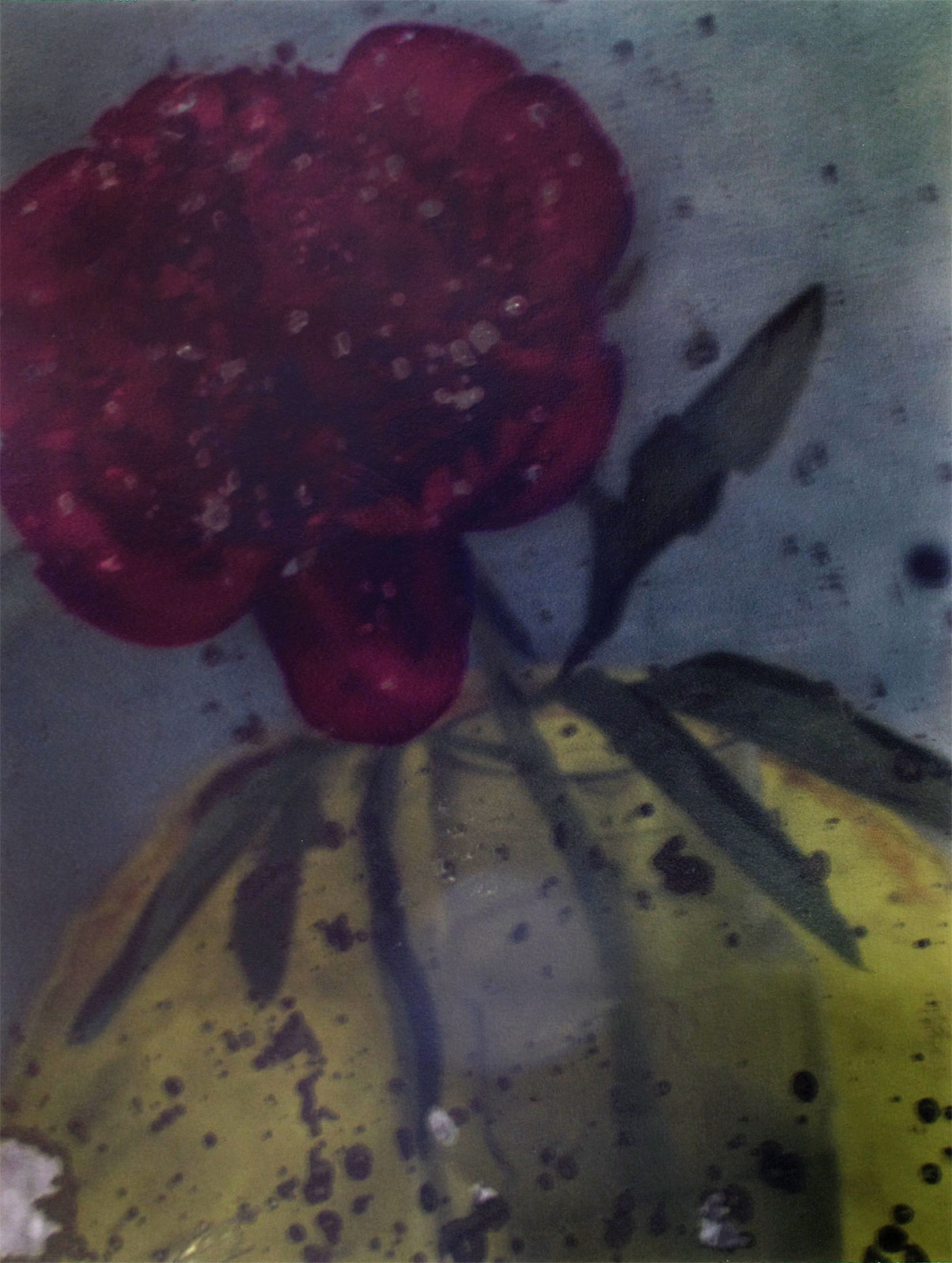 Sarah Moon, La pivoine rouge, 2011