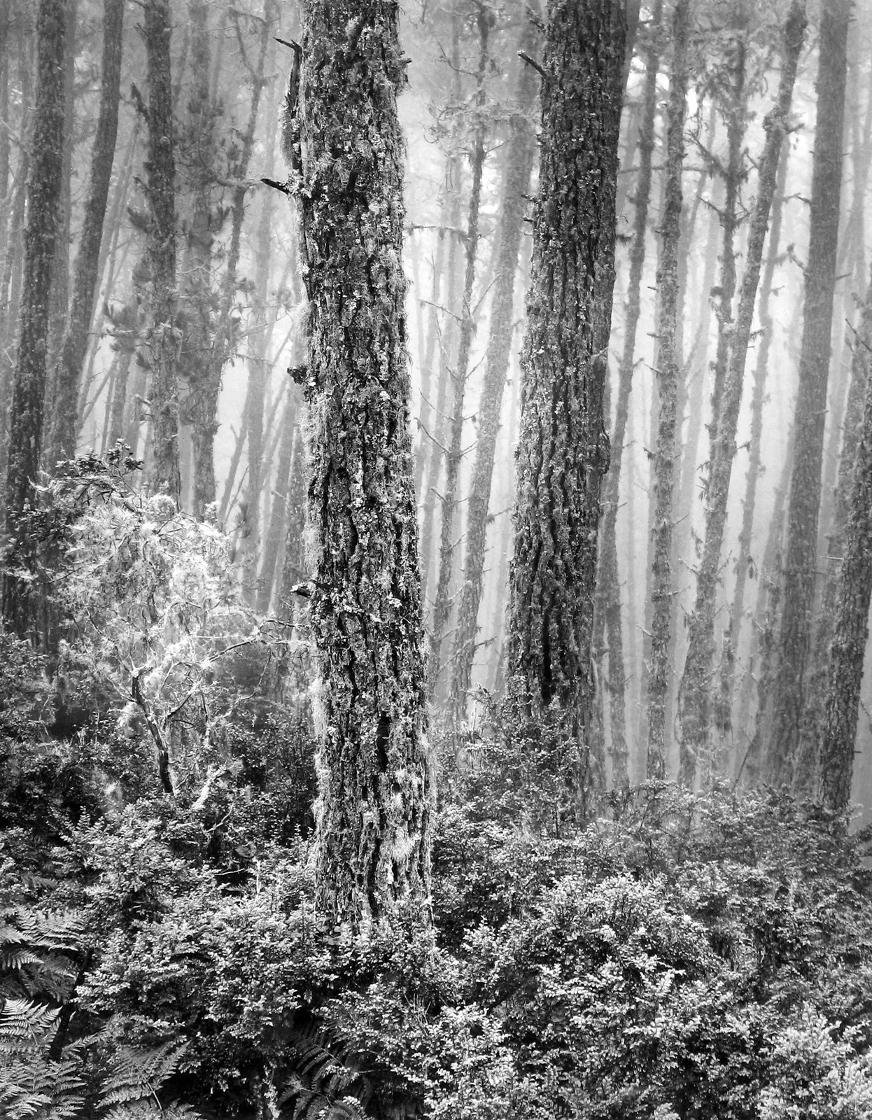 Wynn Bullock, Del Monte Forest, 1956