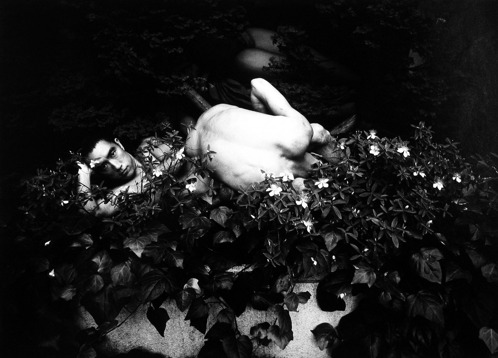 Eikoh Hosoe, Ordeal by Roses (Barakei) #15, 1961