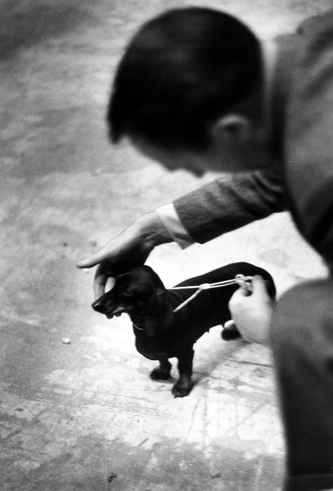 Ruth Orkin, Man Patting Dachshund, c.1959