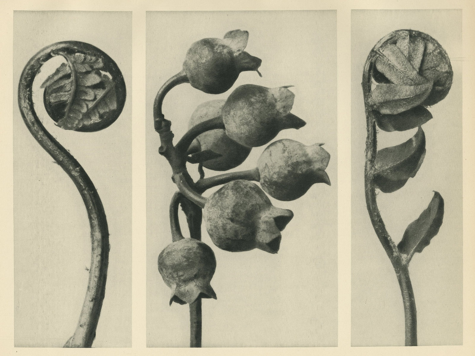 Karl Blossfeldt, Polypody, Young Unrolling Leaf, c.1928