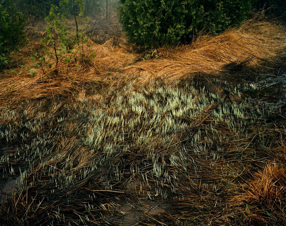 Edward Burtynsky, Grasses, Bruce Peninsula, Ontario, Canada, 1981