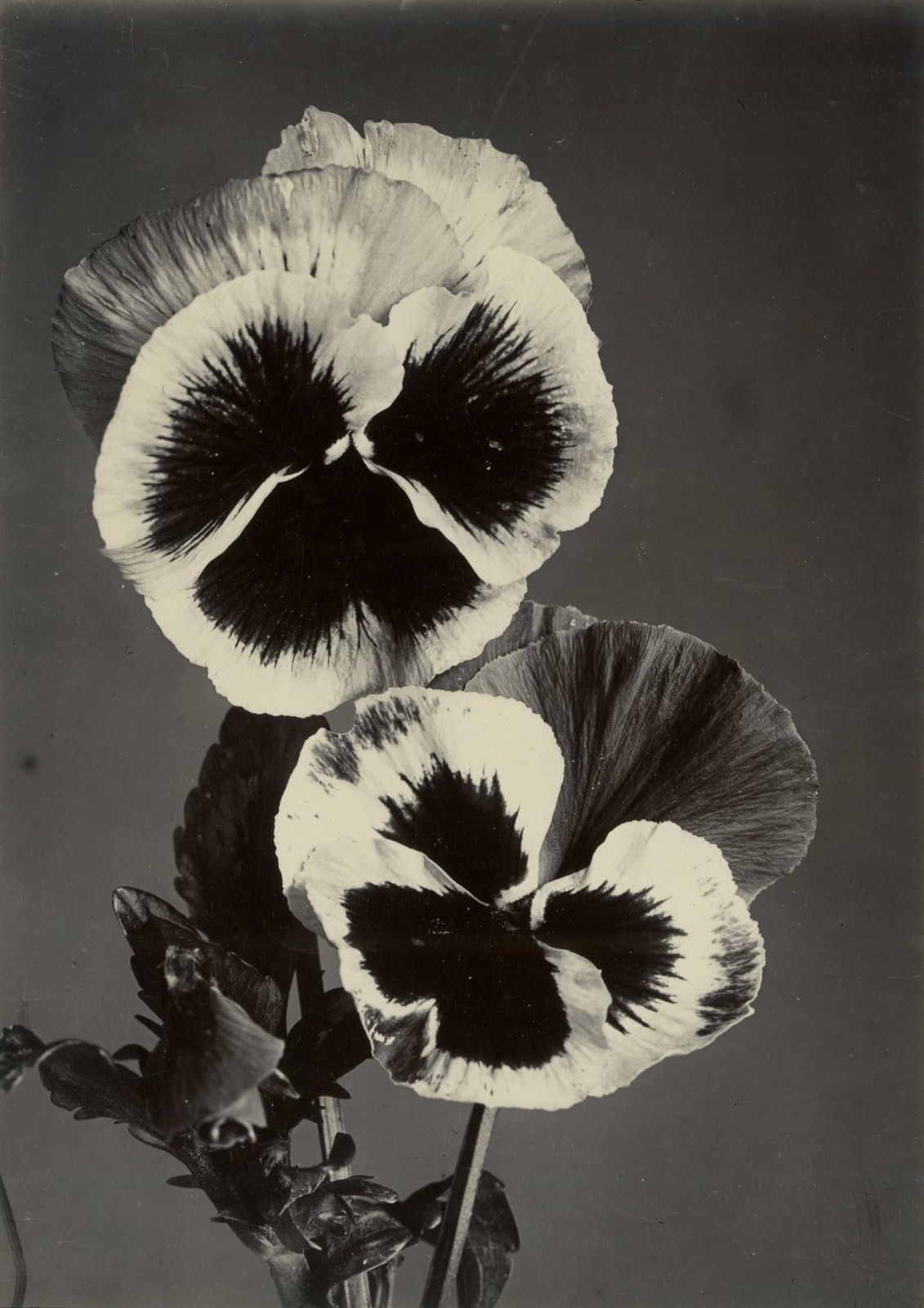 Charles Jones, Polypody, Pansy Seedling, c.1900