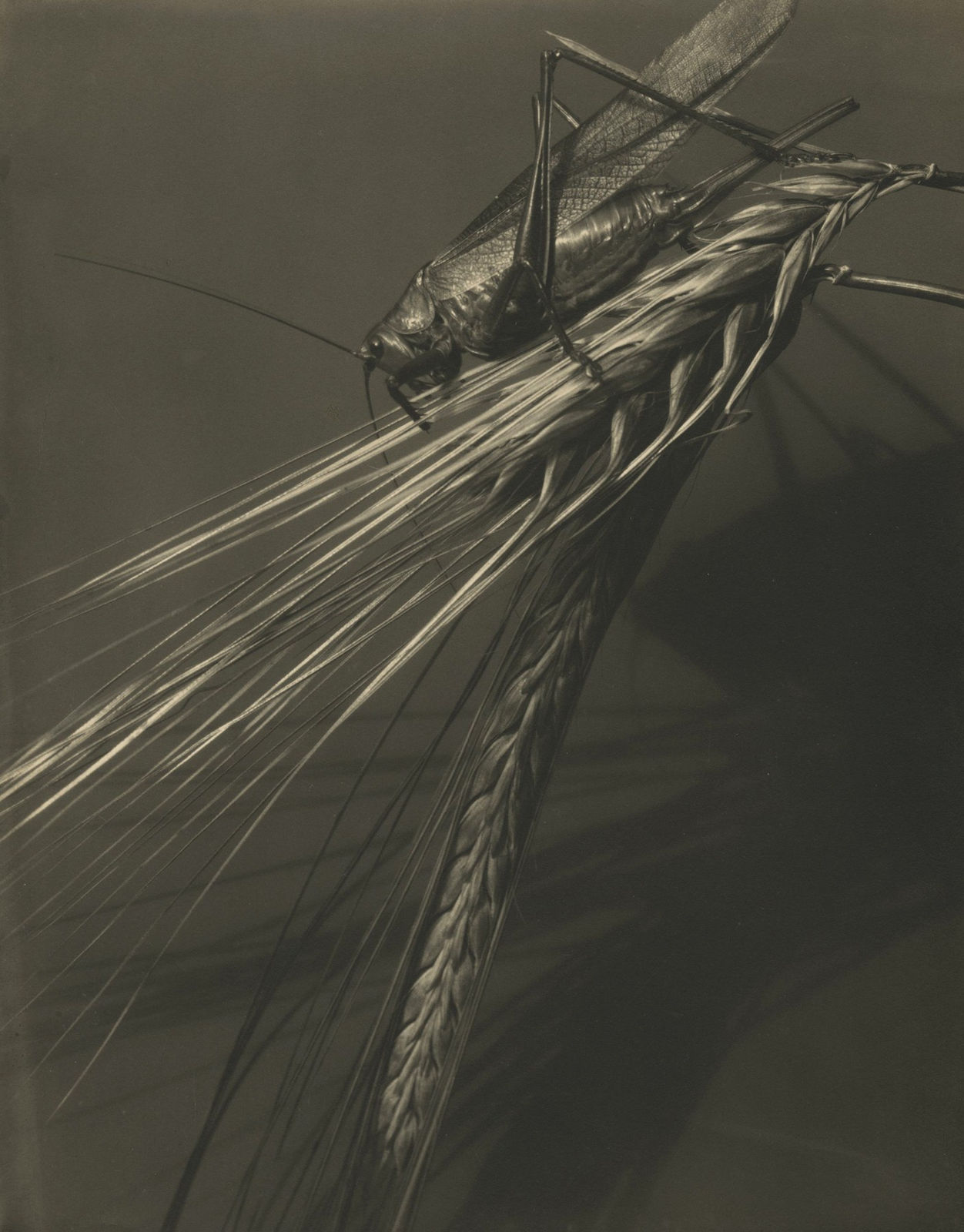 Edward Steichen, Grasshopper and Wheat Stalk, c.1921