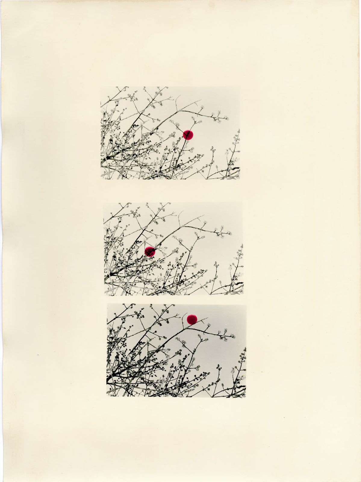 Bruno V. Roels, A Guide To Cherry Blossoms (Three Scarlet Dots), 2019