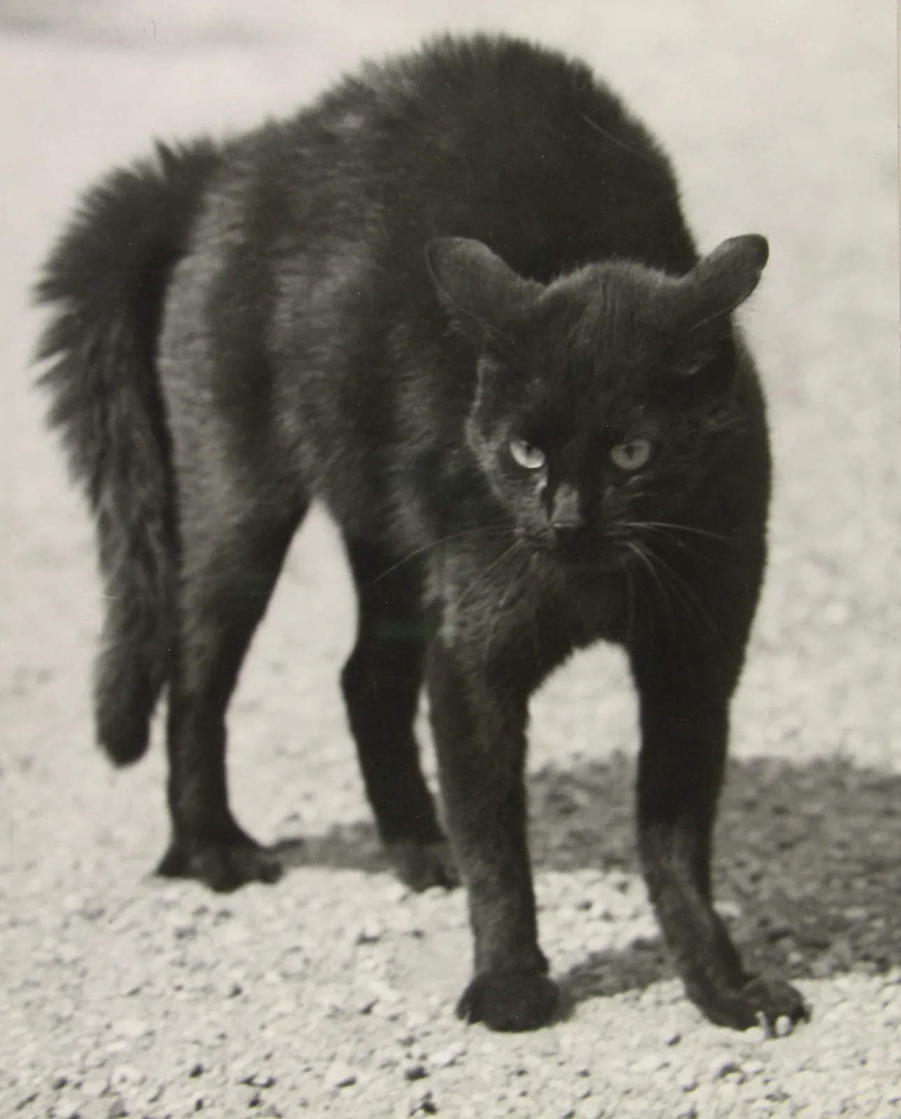 Martin Munkácsi, Germany, c.1932