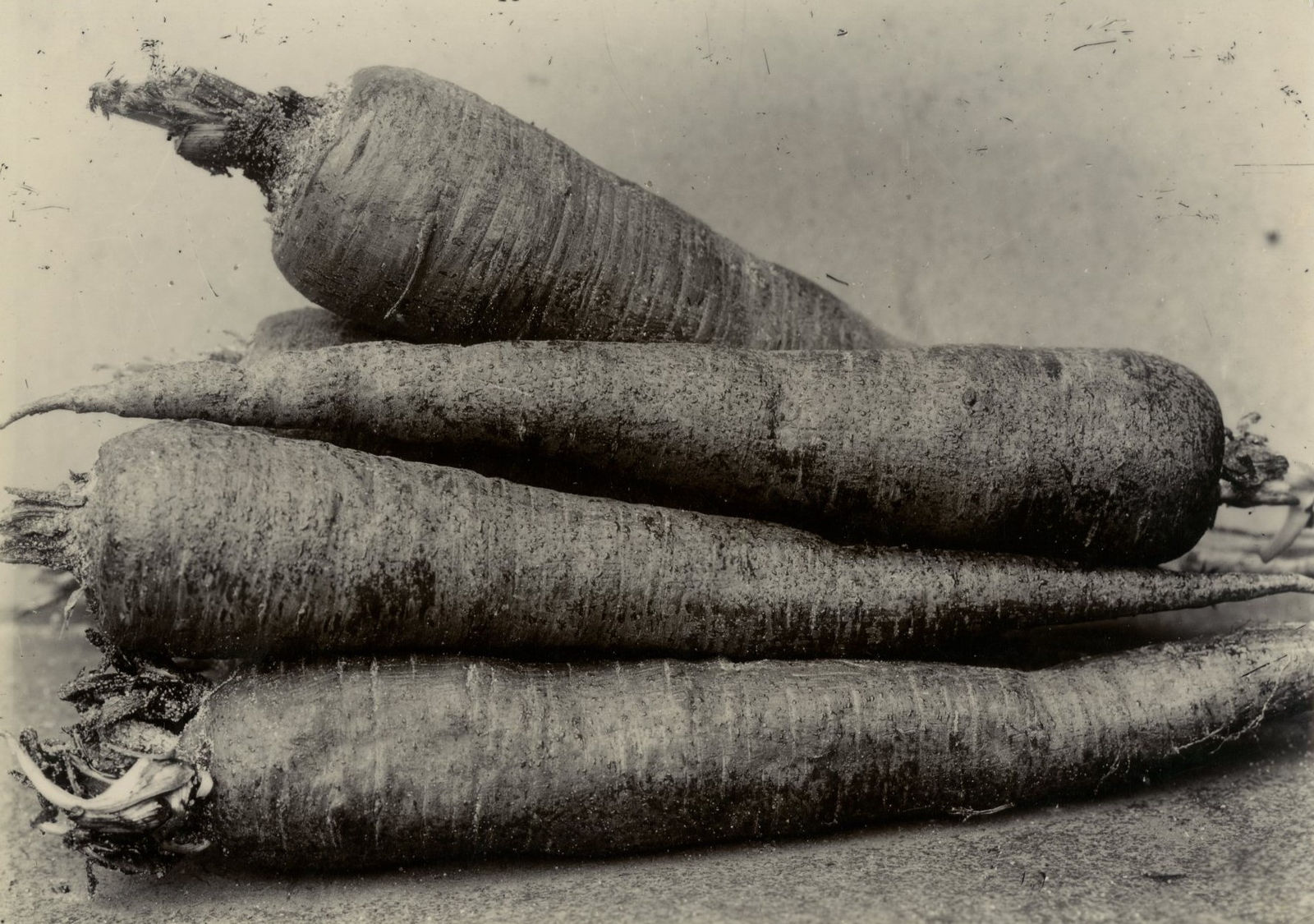 Charles Jones, Carrot, Long Red, c.1900