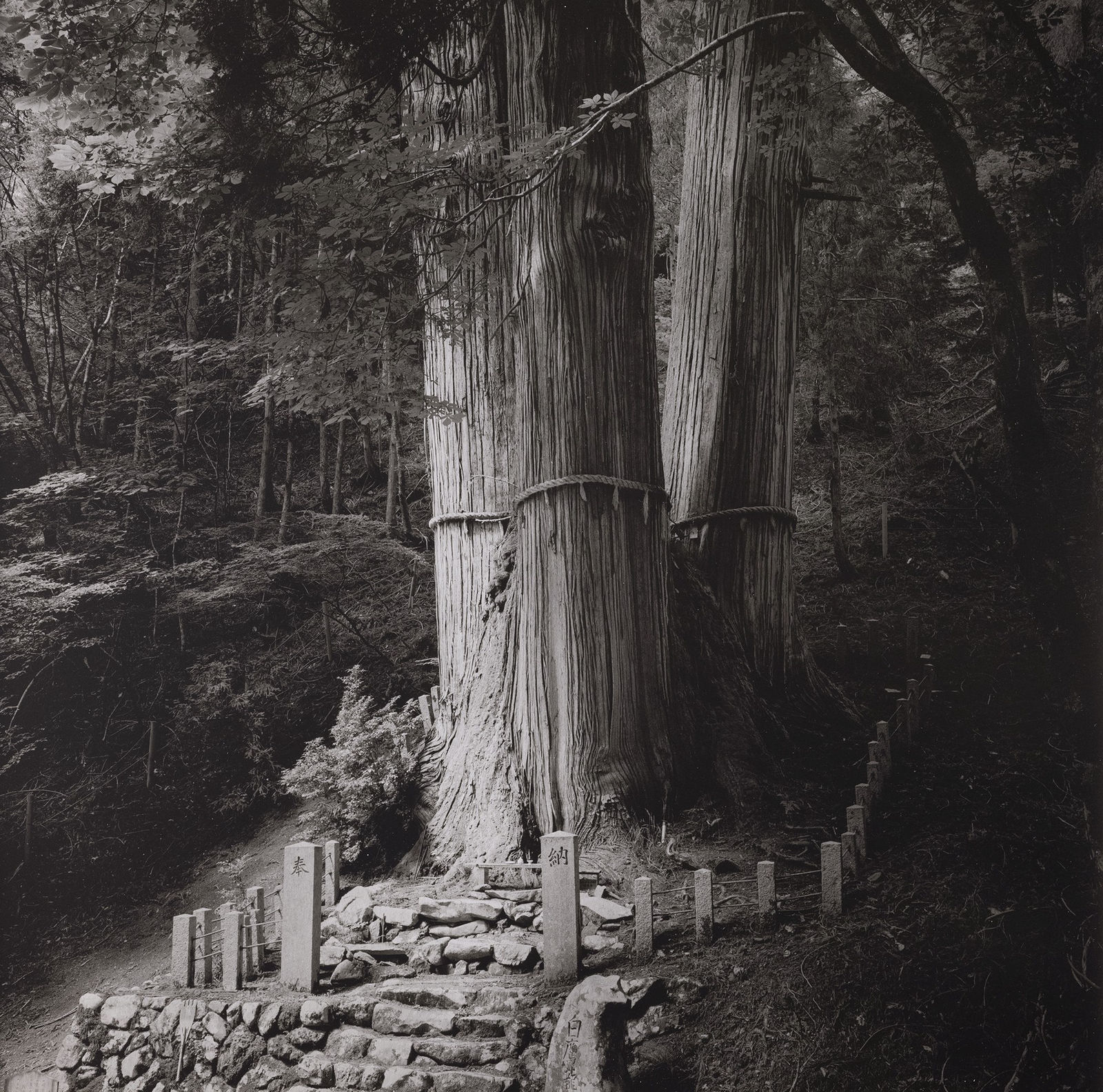 Kenro Izu, No. 34 Hanase , 2023
