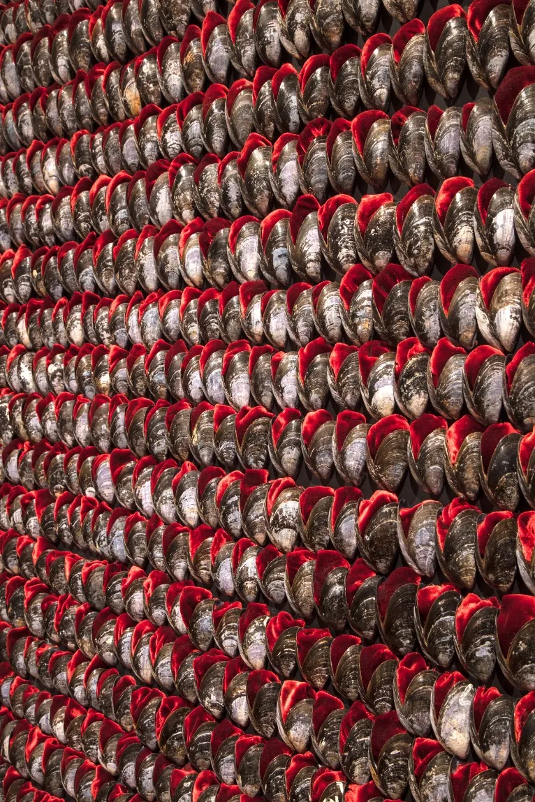 Susie MacMurray, After Shell, 2006