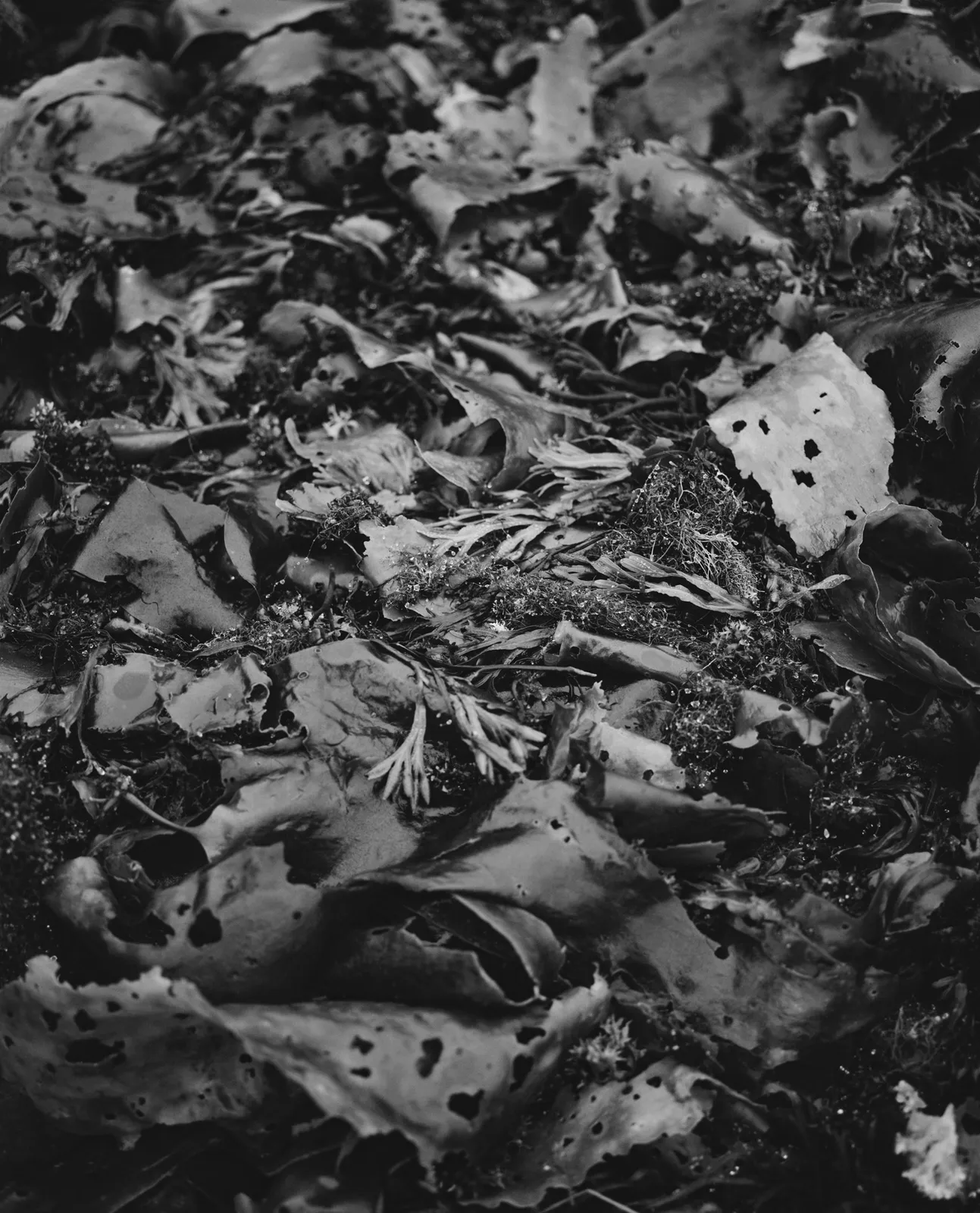 Andrew Martin, Kelp, Storm-Cast, 2025