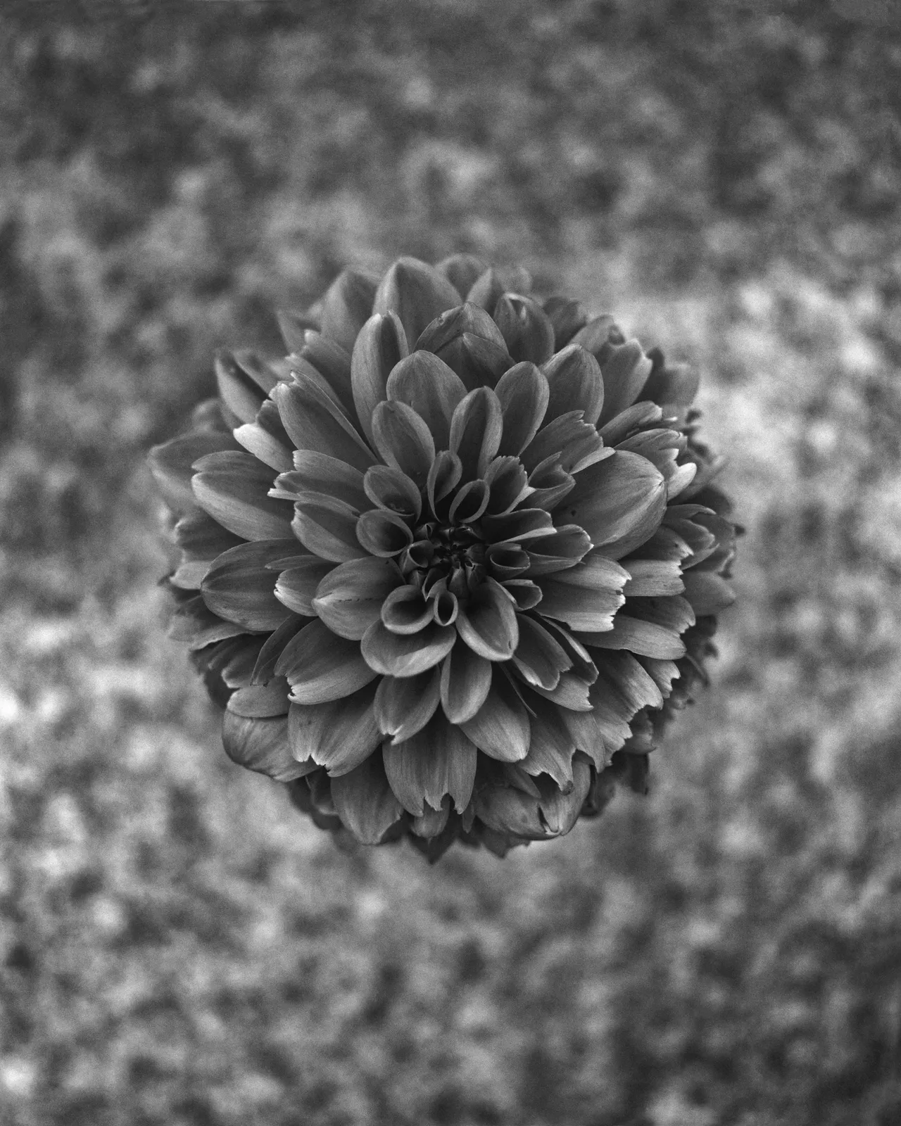 Andrew Martin, Dahlia, Eaten, 2025