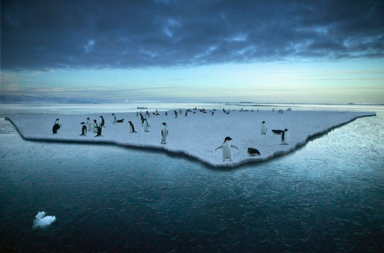 Steve Bloom, Adelie Penguins, Antarctica