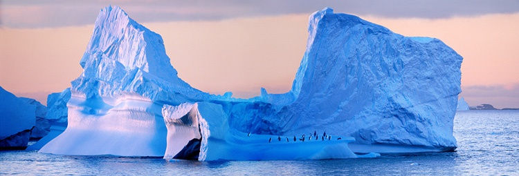 Steve Bloom, Chinstrap Penguins, Antarctica